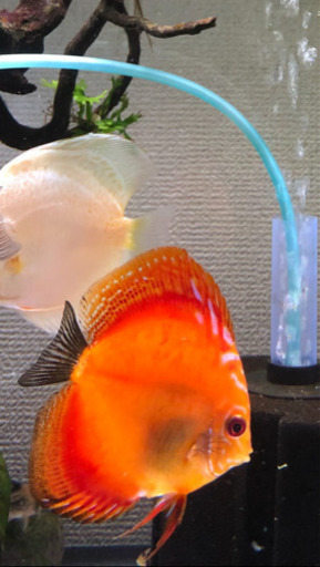 ディスカス2種セット値下げ(熱帯魚水槽)生体