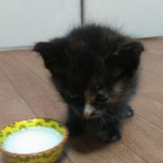 生後2ヶ月めす猫ちゃん
