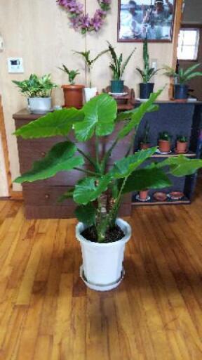 観葉植物O―7