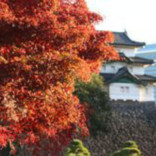 皇居　大嘗宮と紅葉🍁の乾通りの一般参観・公開 - 中央区