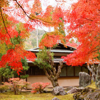 12/1 紅葉見に行きませんか？