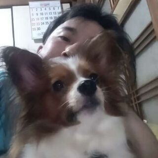 パピヨン好きな方