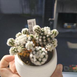 明日香姫  カット苗