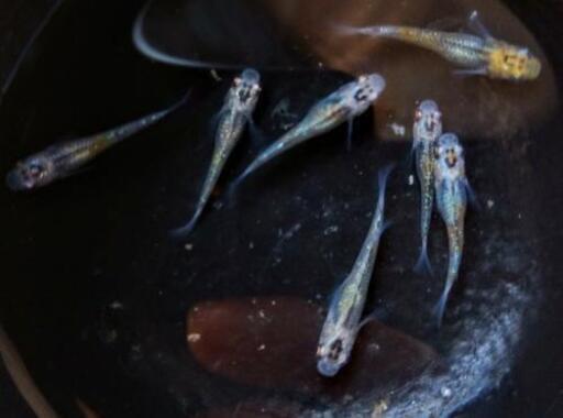選別外　煌　メダカ　めだか　　若魚　10匹