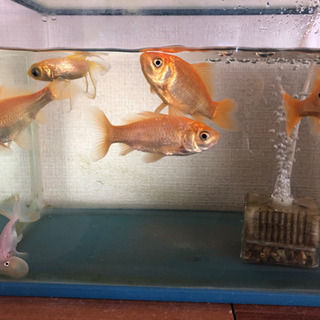 金魚をもらっていだたける方いませんか？