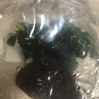 水草 アヌビアスナナ プチ付き石  アヌビアスナナ プチ10株く...