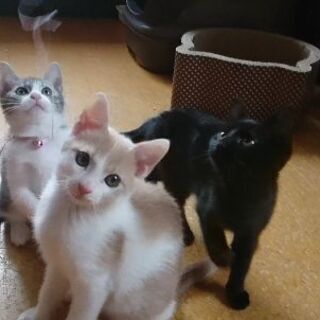 家族になってください！