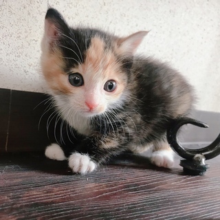 三毛♀1か月