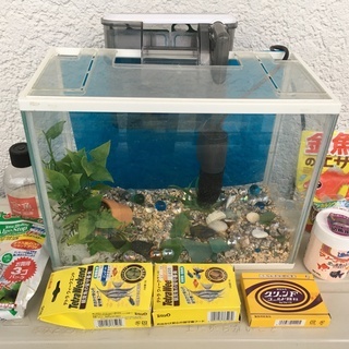 金魚水槽とカブト虫の飼育ケース差し上げます！