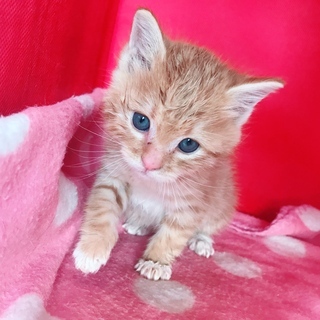 茶トラ1か月♂