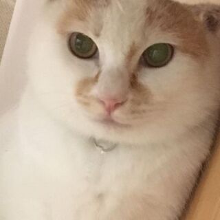 お話し中。保護猫を迎えよう！　費用負担無し！　生後5ヶ月オス。N...