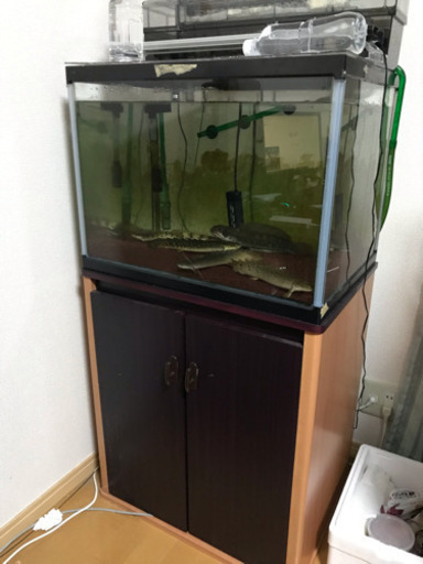 60cmワイド水槽セット