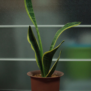 観葉植物お譲りします。 斑入りサンスベリアの画像
