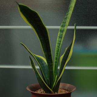 観葉植物お譲りします。 斑入りサンスベリア