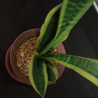 観葉植物お譲りします。 斑入りサンスベリアの画像
