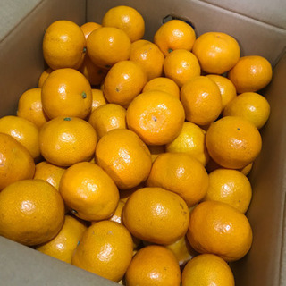 🍊みかん🍊