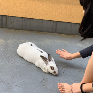 里親さん募集