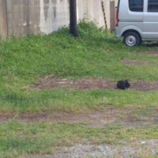 黒ウサギ発見