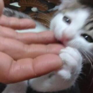 仲良し三匹兄妹です。