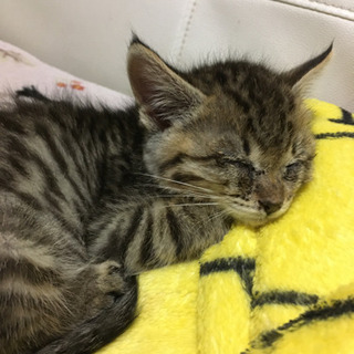子猫の里親を募集しています