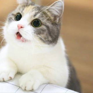 【金沢】猫好きさん！！素敵なカフェで猫カフェ婚活🐈