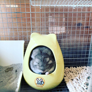 チンチラ（♂）2018年10月生まれ