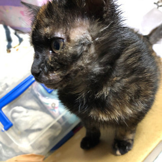 猫さん里親募集