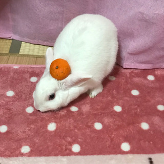 お渡し完了しました。 - 長崎市