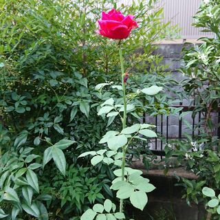 日野市バラの大苗　ハイブリッド　パパメイアン　ビロード赤　強香の画像