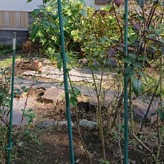 日野市　無農薬　庭植え　バラの樹　マイガーデン　ハイブリッド　薄いピンク　高さあり　の画像