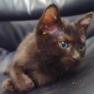 ひとなつっこい黒猫ちゃん♀生後１ヶ月　躾◎【大阪・吹田万博近く】