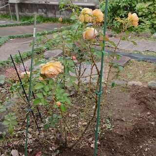 日野市　バラの樹　パットオースチン　イングリッシュローズ横張　オレンジ の画像