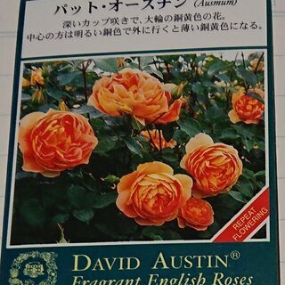 日野市　バラの樹　パットオースチン　イングリッシュローズ横張　オレンジ の画像