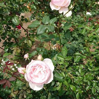 日野市庭植え　バラの樹　ヘリテージ　イングリッシュローズ　カップ咲ピンク　の画像