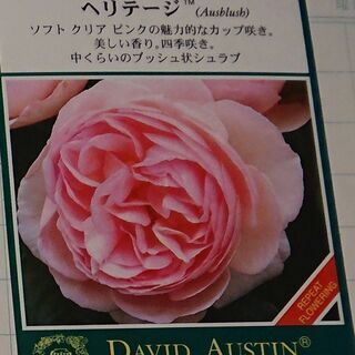 日野市庭植え　バラの樹　ヘリテージ　イングリッシュローズ　カップ咲ピンク　の画像