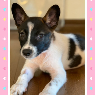 里親様が決まりました☺️生後3〜4か月位の子犬姉妹😊❣️