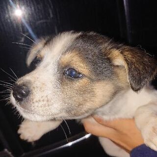 里親募集 - 犬
