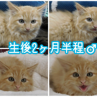 生後2ヶ月半程♂茶トラ長毛