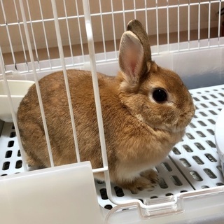 里親になってください！