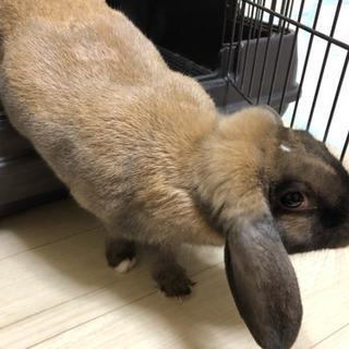 ロップイヤーメスのクルミちゃんレスキュー！ - その他
