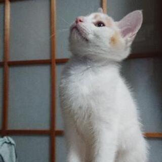 里親募集(キジトラは引き取られました)