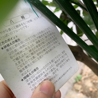 八朔の木の画像