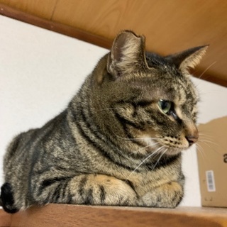迷い猫探してます