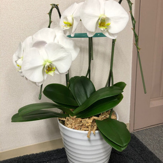 胡蝶蘭（白）鉢付き✨