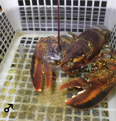 海水★アメリカンロブスター★ペア♂♀