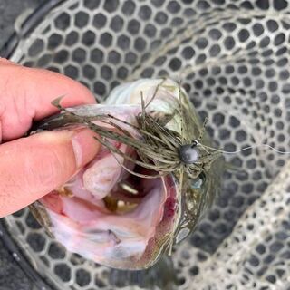 釣りに行こうよ～ - 南都留郡