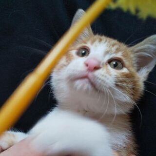 【募集終了】去勢済■３ヶ月の雄猫 茶白 甘えん坊