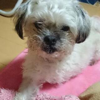 パグ×プードルのミックス犬男の子(9歳)大事にしていただける方お...