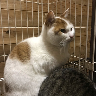 保護猫