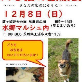 犬猫譲渡会
